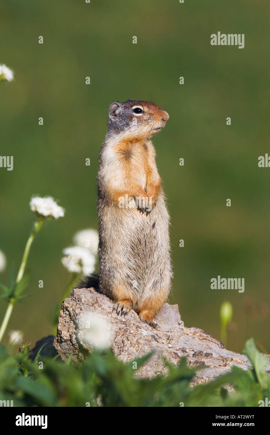 Terra colombiana scoiattolo Spermophilus columbianus adulto avviso permanente Logan pass Glacier National Park Montana STATI UNITI D'AMERICA LUGLIO 2007 Foto Stock