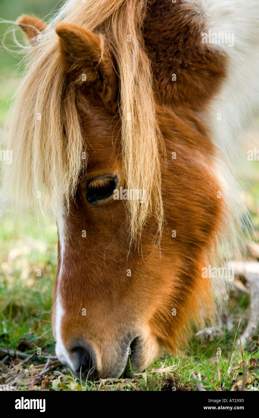 Pony Shetland la testa Foto Stock