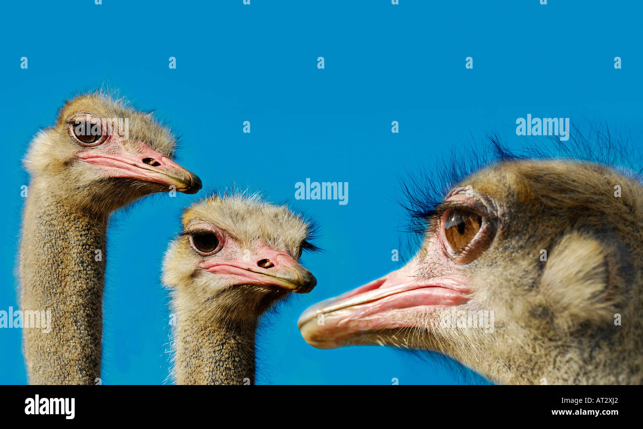 Gli struzzi sul cielo blu in un parco naturale Foto Stock