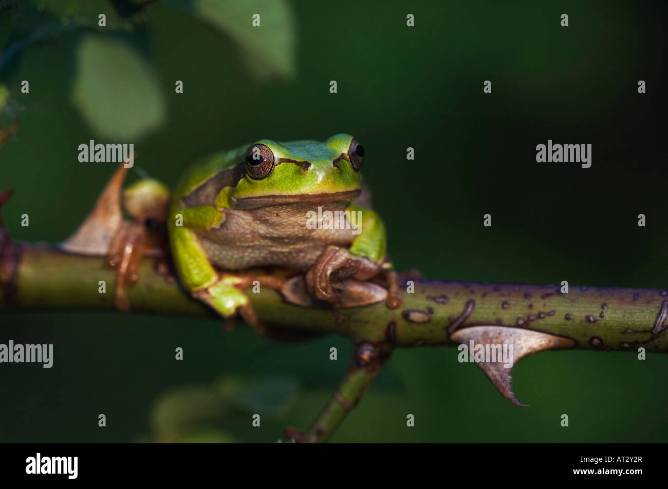 Comune di Raganella Hyla arborea arrampicata per adulti in rosa selvatica bush il Parco Nazionale del lago di Neusiedl Burgenland Austria Aprile 2007 Foto Stock