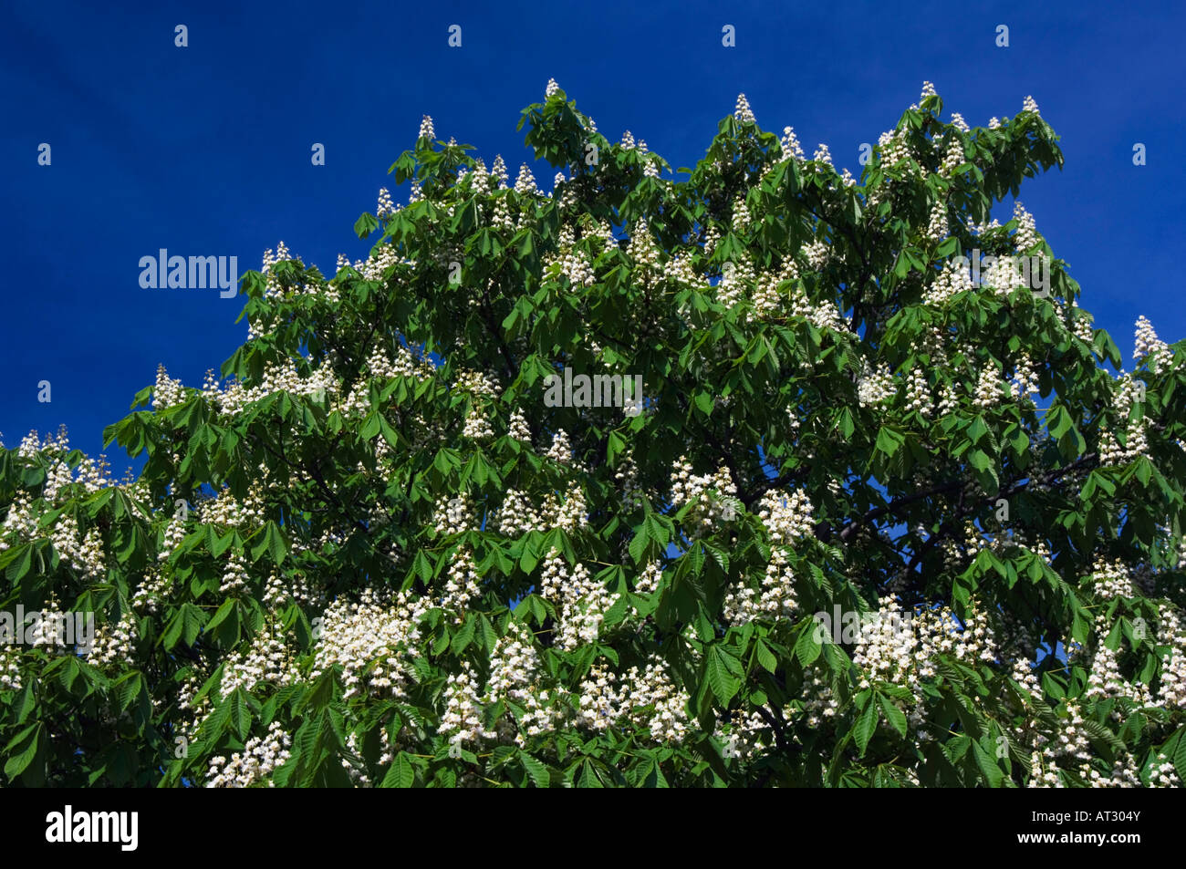 Ippocastano Aesculus hippocastanum fioritura e il Parco Nazionale del lago di Neusiedl Burgenland Austria Aprile 2007 Foto Stock