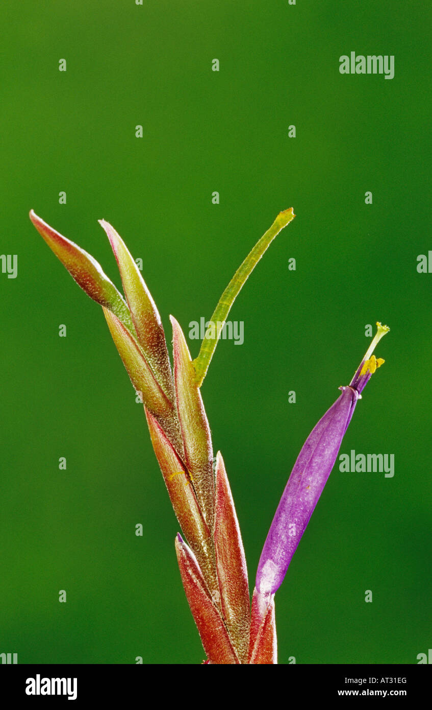 Measuringworm Moth Geometridae bruco su Bromeliad Rio Grande Valley Texas USA Foto Stock