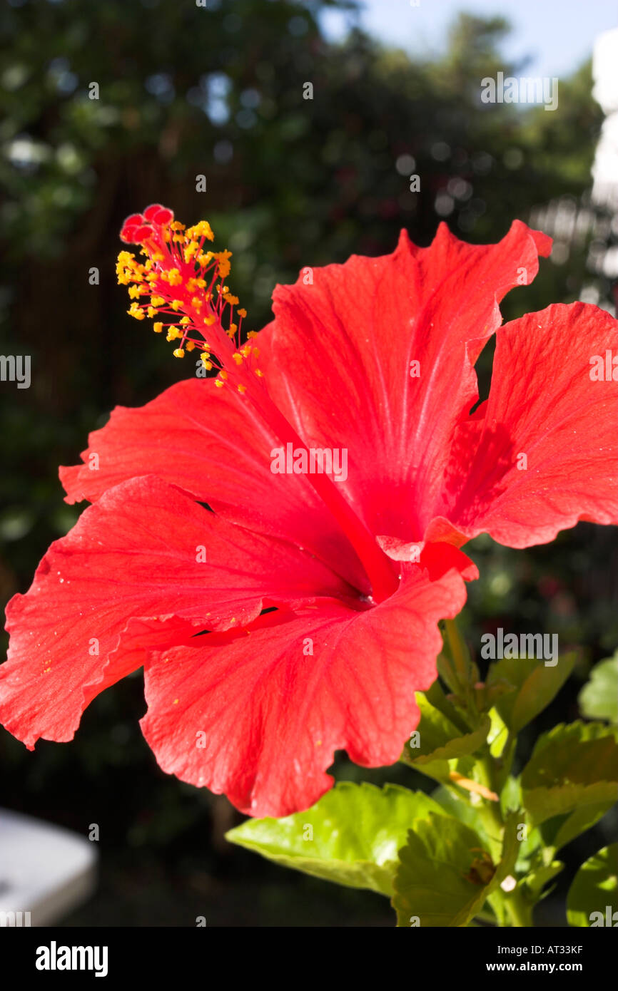 Hibiscus o Rosemallow fiore. Foto Stock