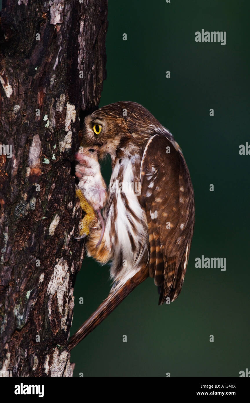 Ferruginosa Glaucidium Pygmy-Owl brasilianum adulto con mouse in preda alla cavità di nidificazione La Contea di Willacy Rio Grande Valley Texas Foto Stock