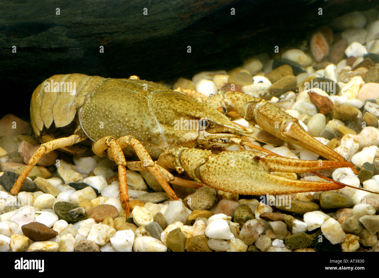 Dolce vita gamberi aragosta Flusskrebs Astacus Orconectes virilis Foto Stock