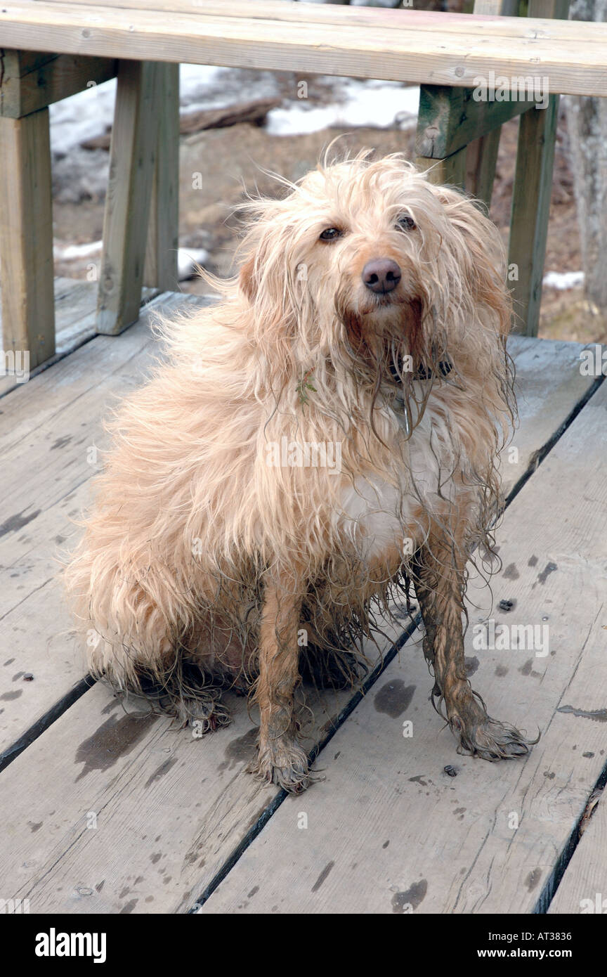 Un cane bagnato di primavera Foto Stock