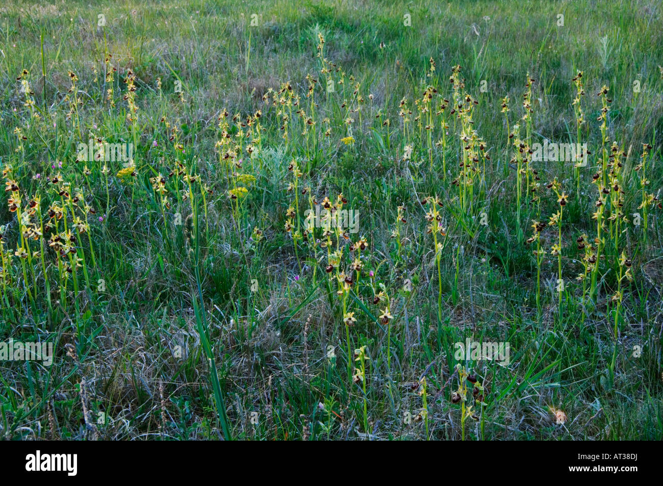 Piccola Spider Orchid Ophrys araneola pianta che fiorisce in habitat il Parco Nazionale del lago di Neusiedl Burgenland Austria Aprile 2007 Foto Stock