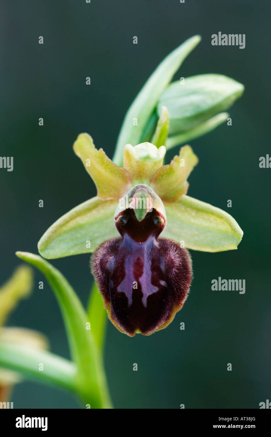 Piccola Spider Orchid Ophrys araneola blossom Parco Nazionale del lago di Neusiedl Burgenland Austria Aprile 2007 Foto Stock