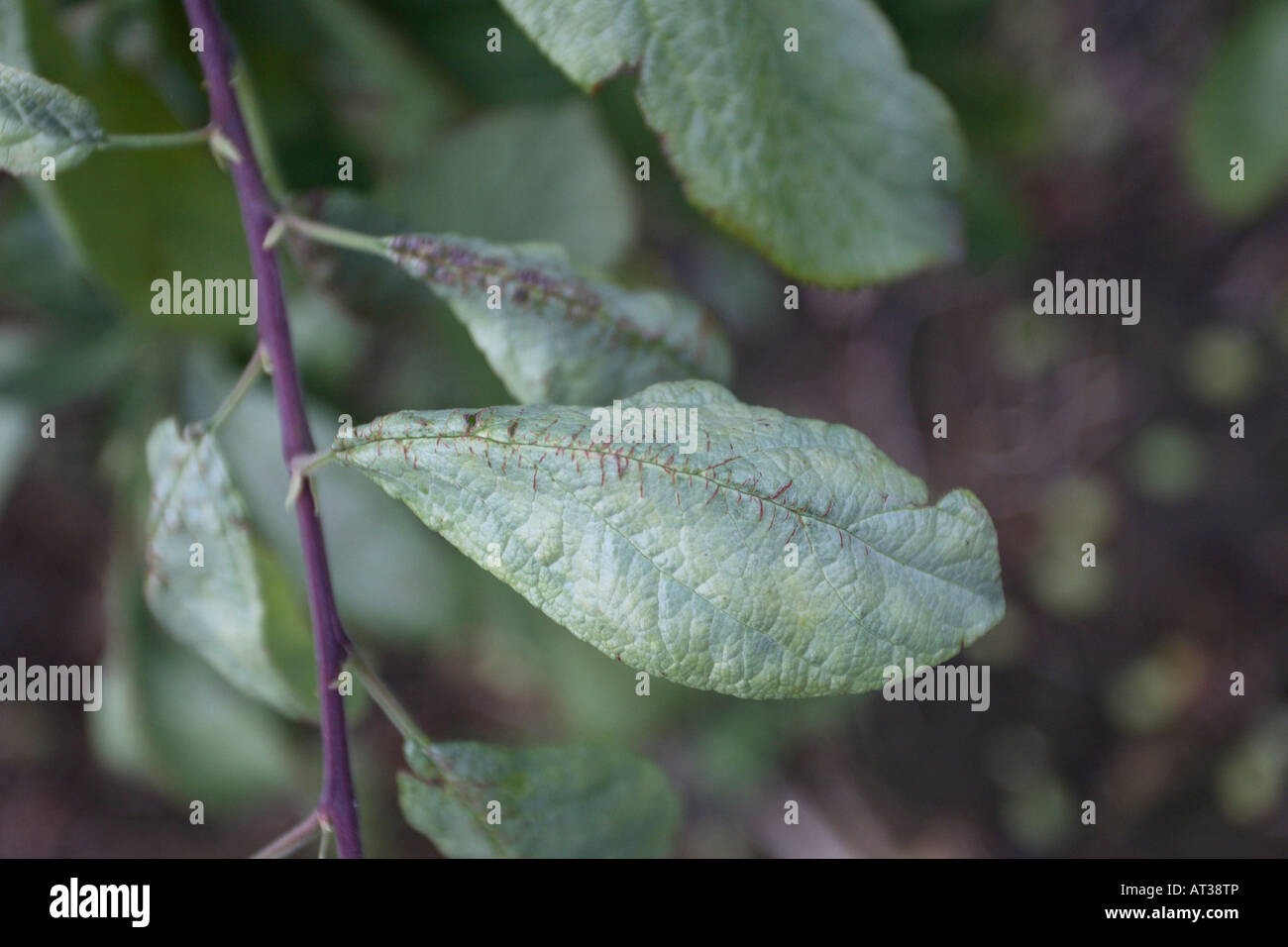 SILVERLEAF CHONDROSTEREUM PURPUREUM mostra close up foglie infette su prugna Foto Stock