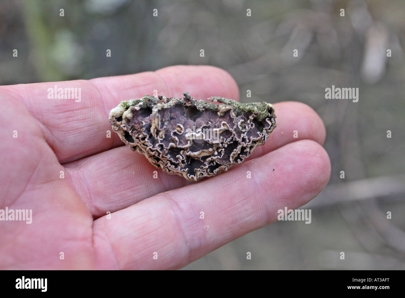 SILVERLEAF CHONDROSTEREUM PURPUREUM che mostra la parte inferiore del corpo fruttifero Foto Stock