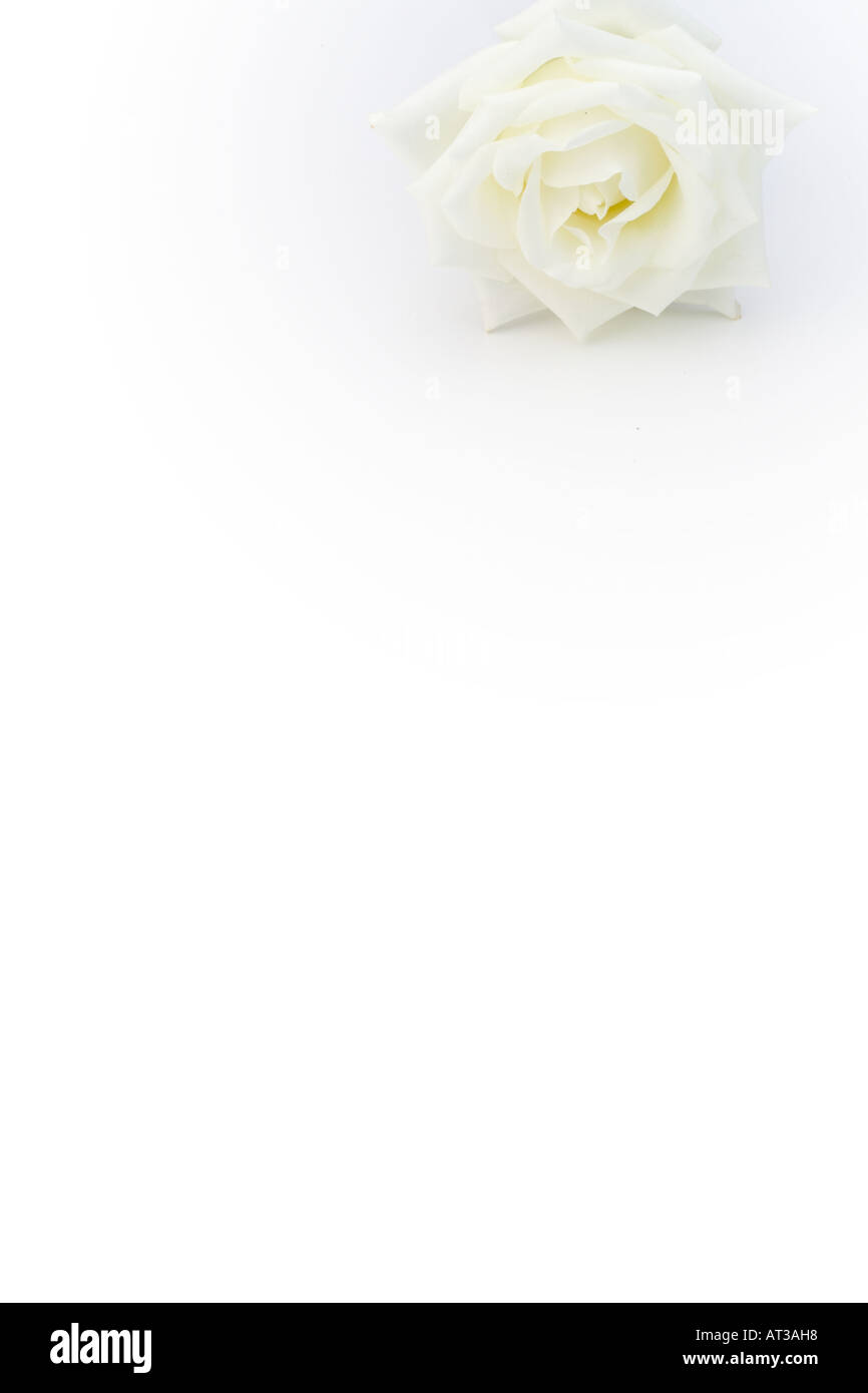 Bianco puro e perfetto rosa su sfondo bianco Foto Stock