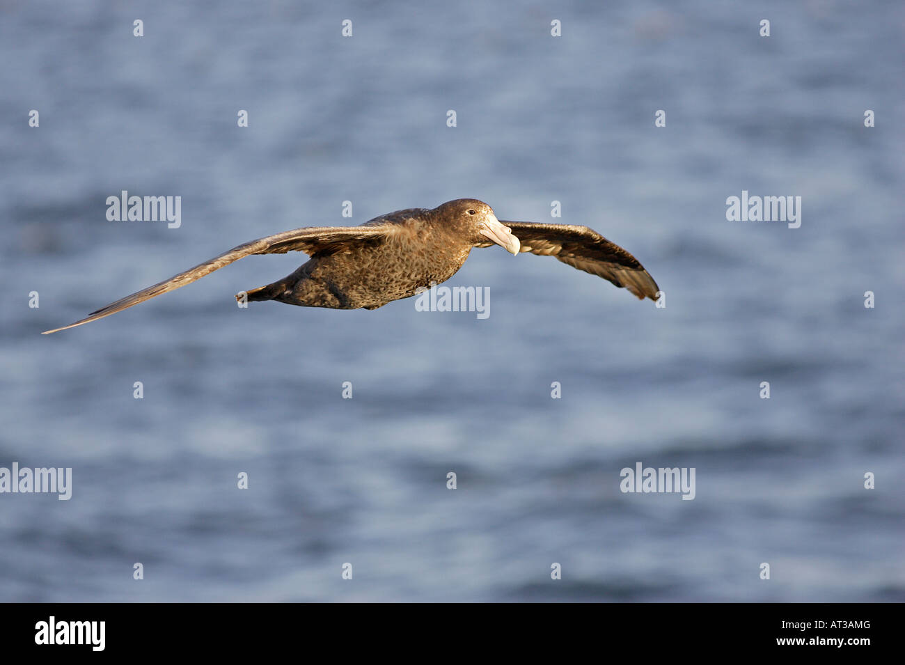 Il gigante del sud Petrel Foto Stock