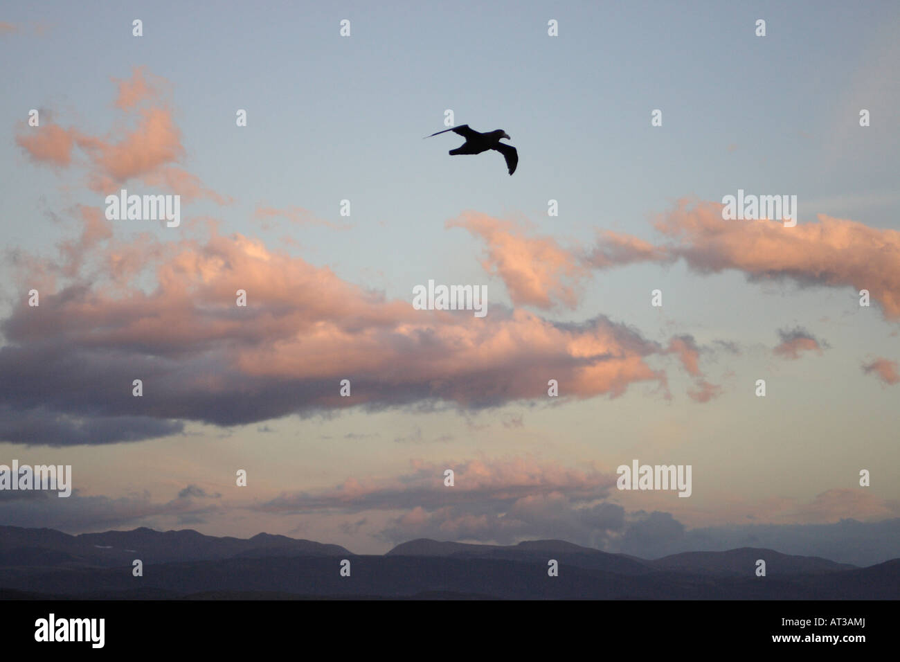 Il gigante del sud Petrel Foto Stock