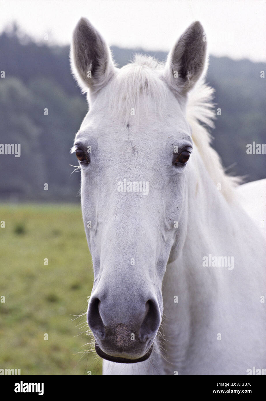 Testa di cavallo bianco Foto Stock