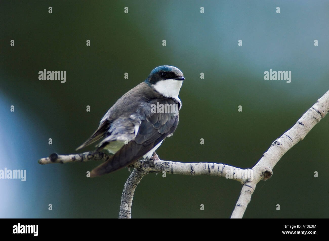 Tree Swallow Tachycineta bicolor femmina adulta preening Rocky Mountain National Park Colorado USA Giugno 2007 Foto Stock