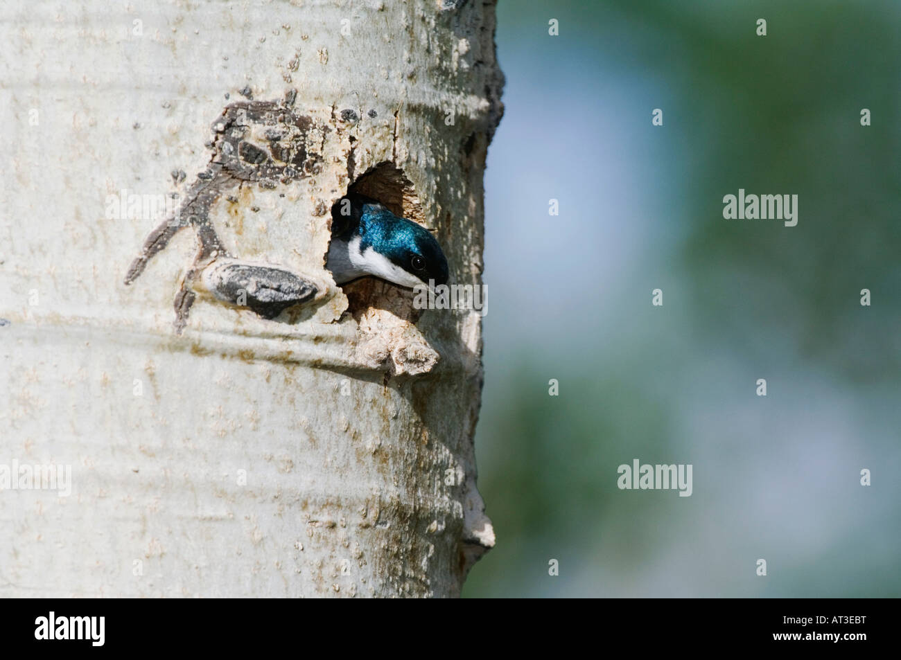Tree Swallow Tachycineta bicolor maschio adulto in cavità di nidificazione in Aspen Tree Rocky Mountain National Park Colorado USA Giugno 2007 Foto Stock