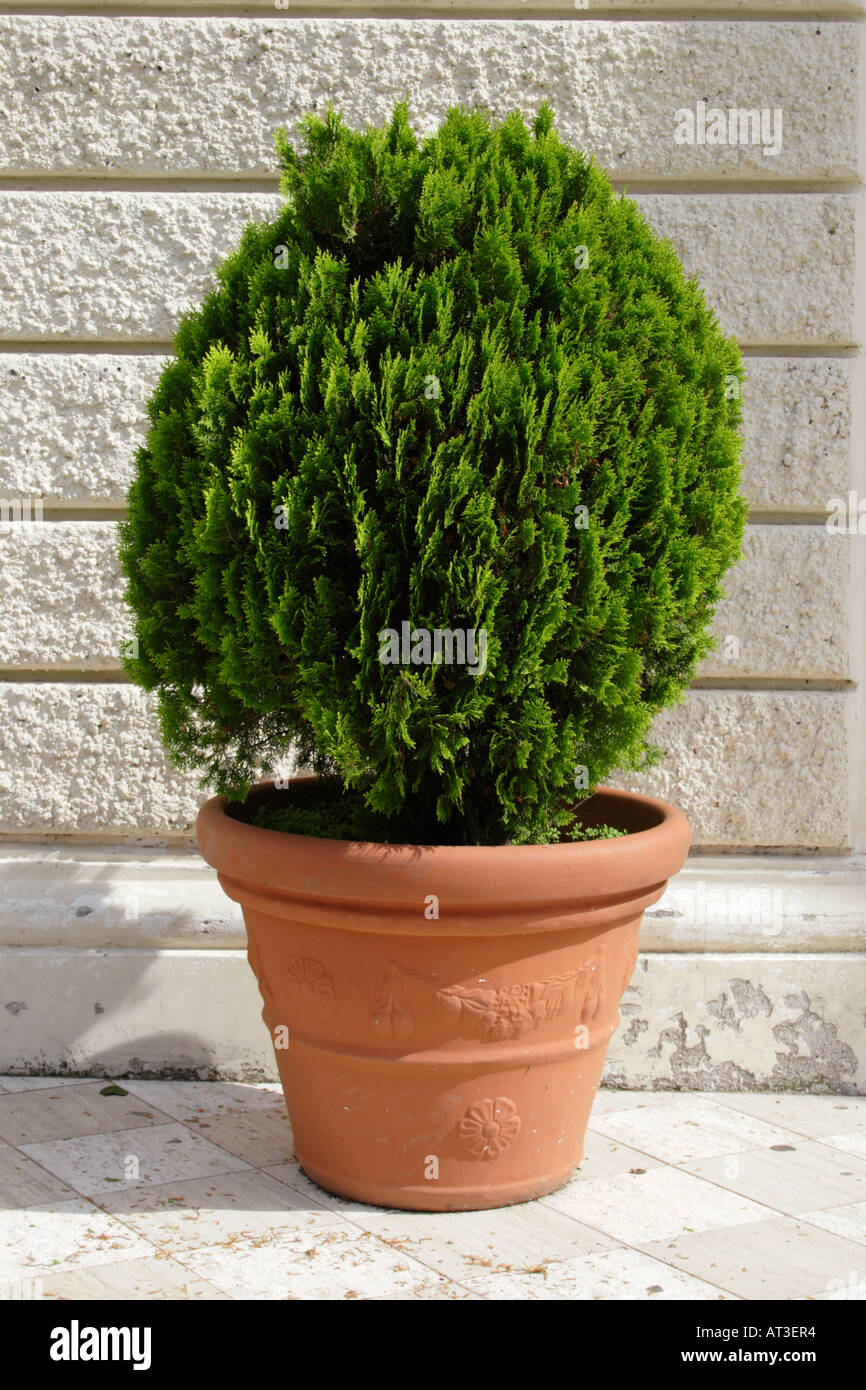 Evergreen ornamentali bush in una pentola, Italia. Foto Stock