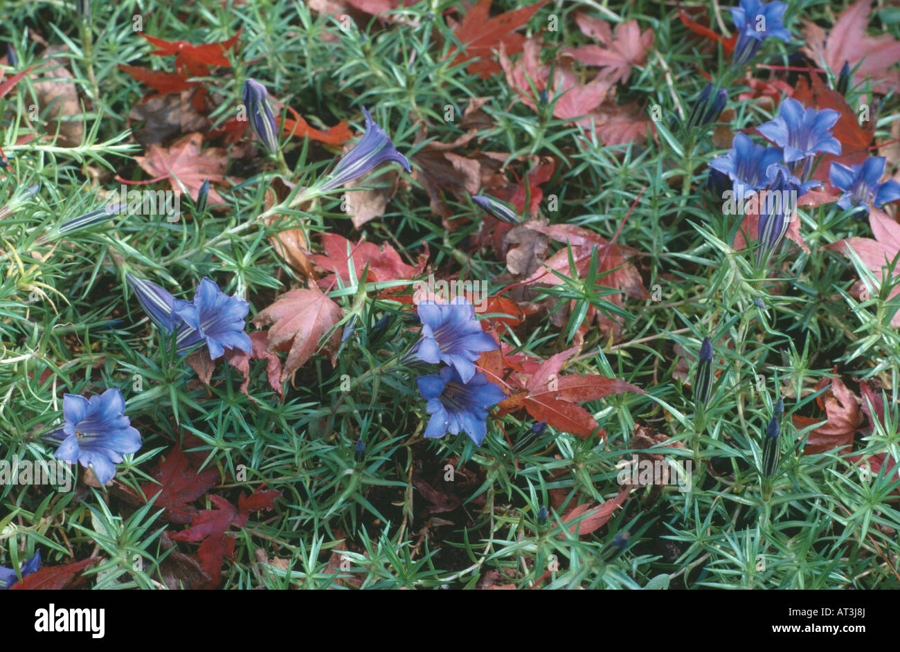 Close up di Blu Genziana Sino ornata Foto Stock