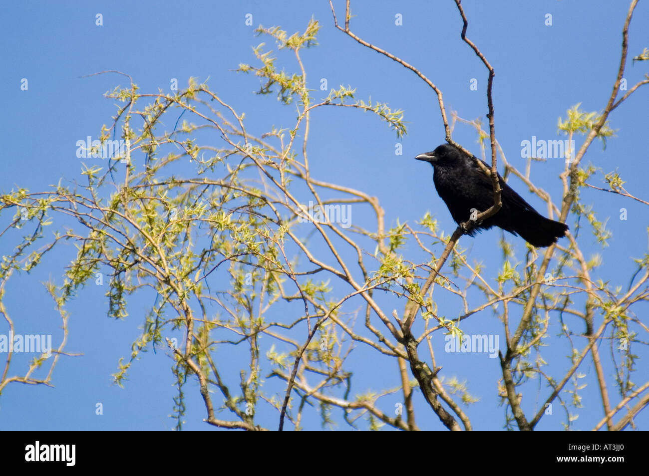 Corvo nero in appoggio sul ramo di albero Foto Stock