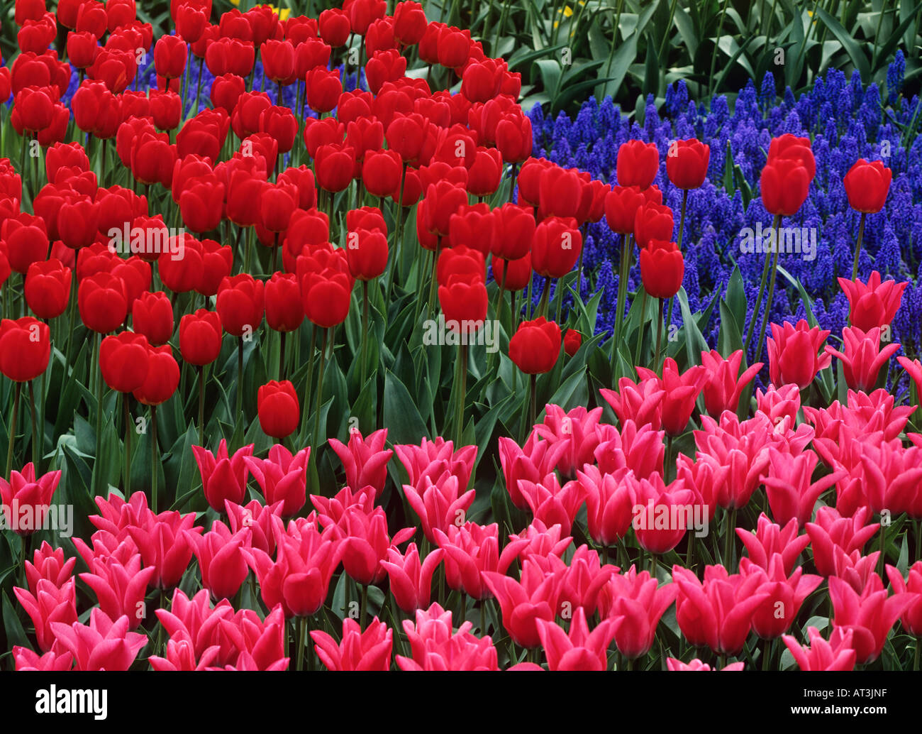 Tulipani e giacinti d'uva Foto Stock Tulipani e giacinti d'uva Foto Stock