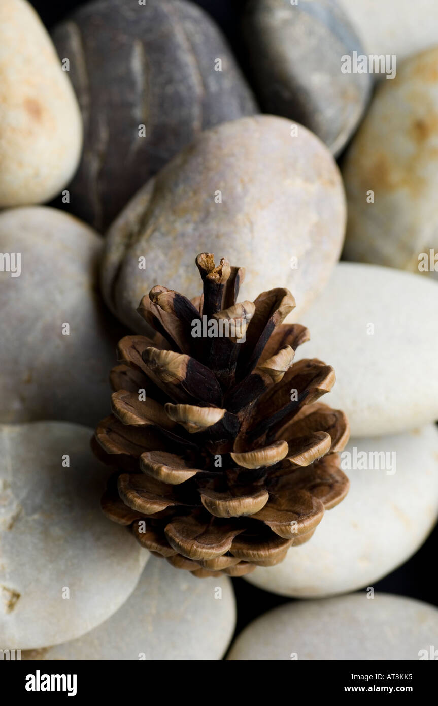 Un cono di pino con ciottoli e sabbia Foto Stock