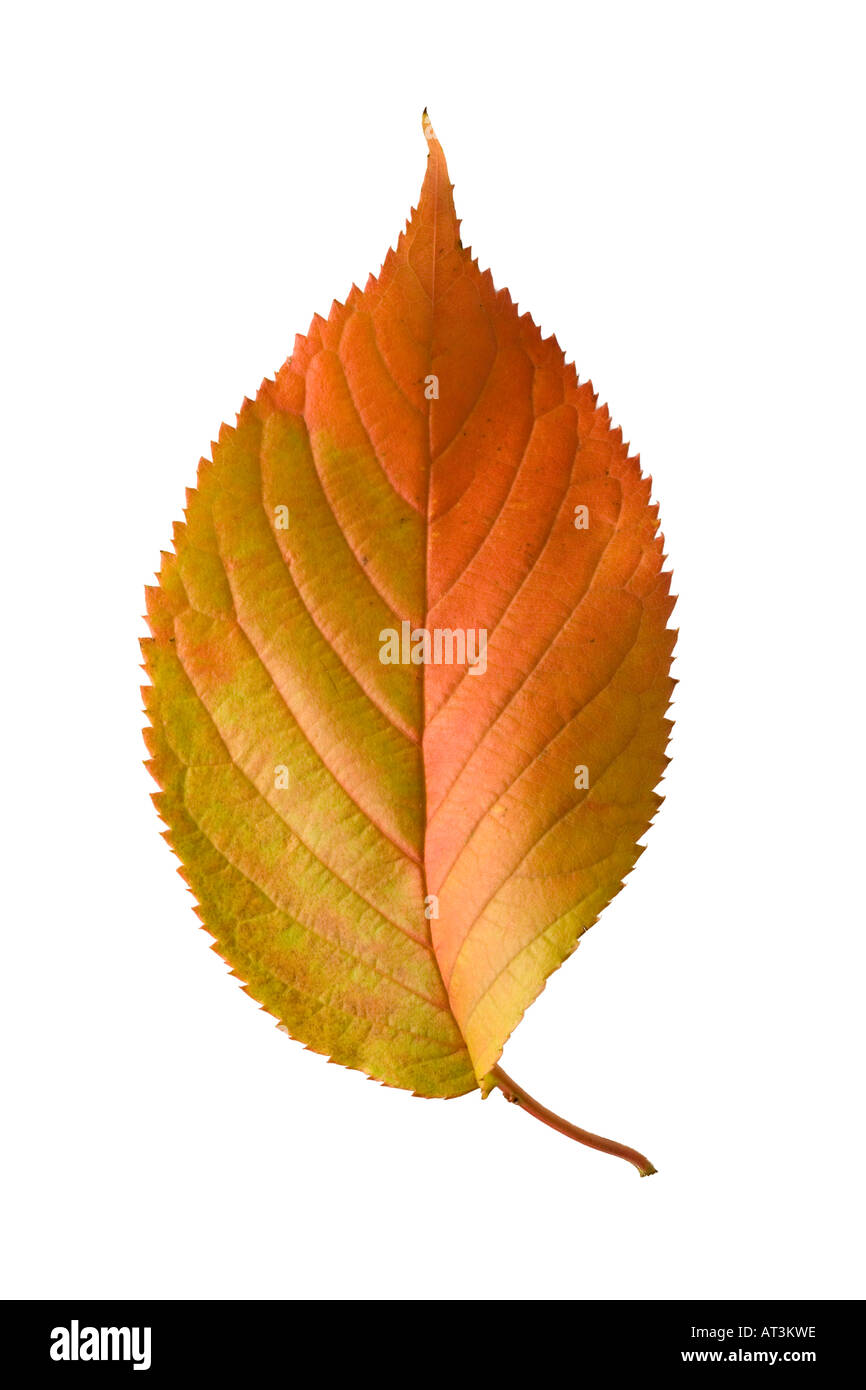 (Ornamentali fioritura) Cherry leaf in autunno. Prunus Foto Stock