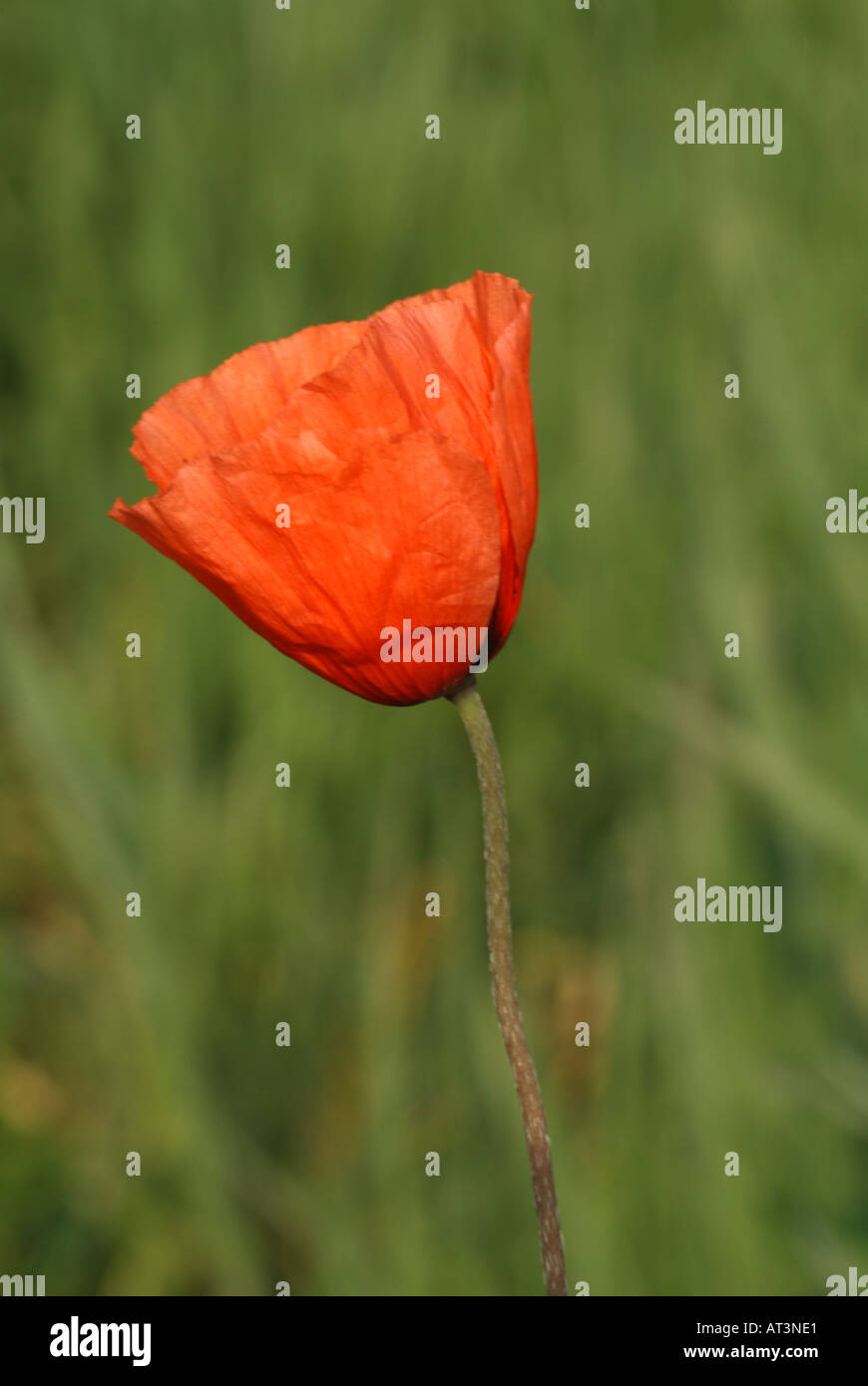 A lungo guidato Papavero (Papaver dubium). Foto Stock