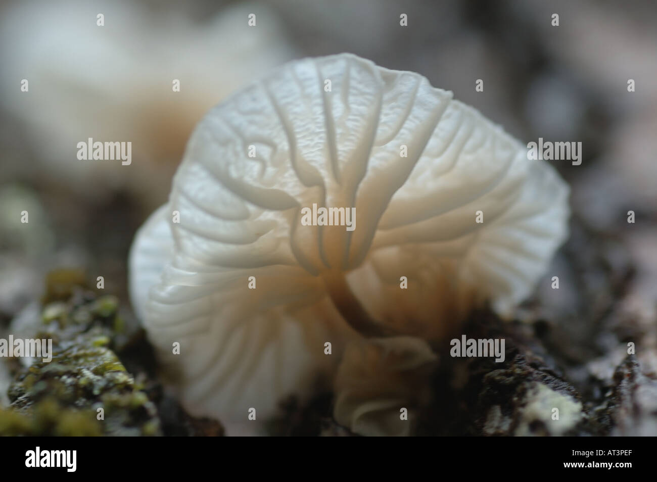 Delicato di gelatina bianca fungo foreste montane, Papua Nuova Guinea, Niugini PNG Foto Stock