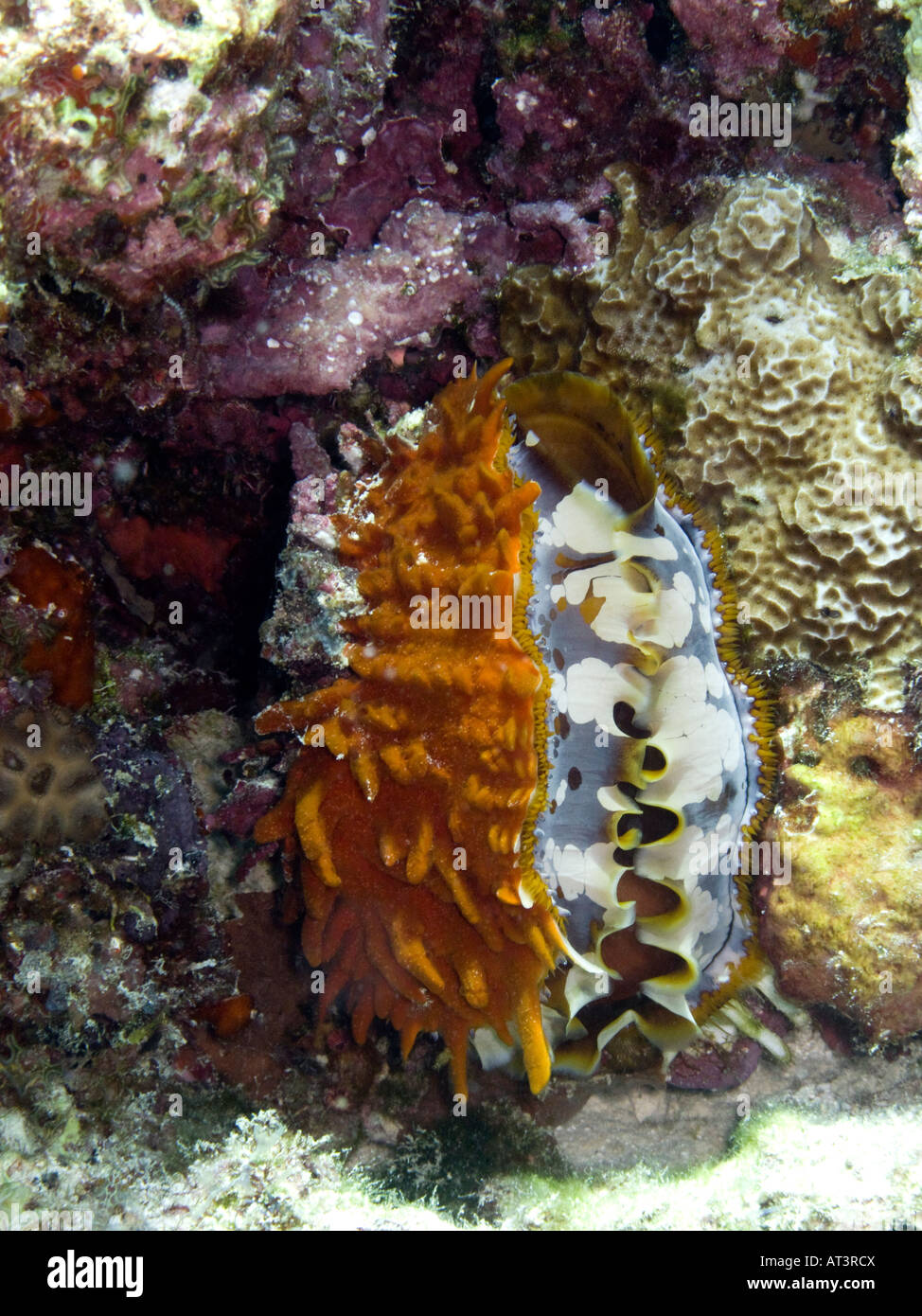 Maldive subacquea ostrica spinosa Spondylus Spondylidae Foto Stock