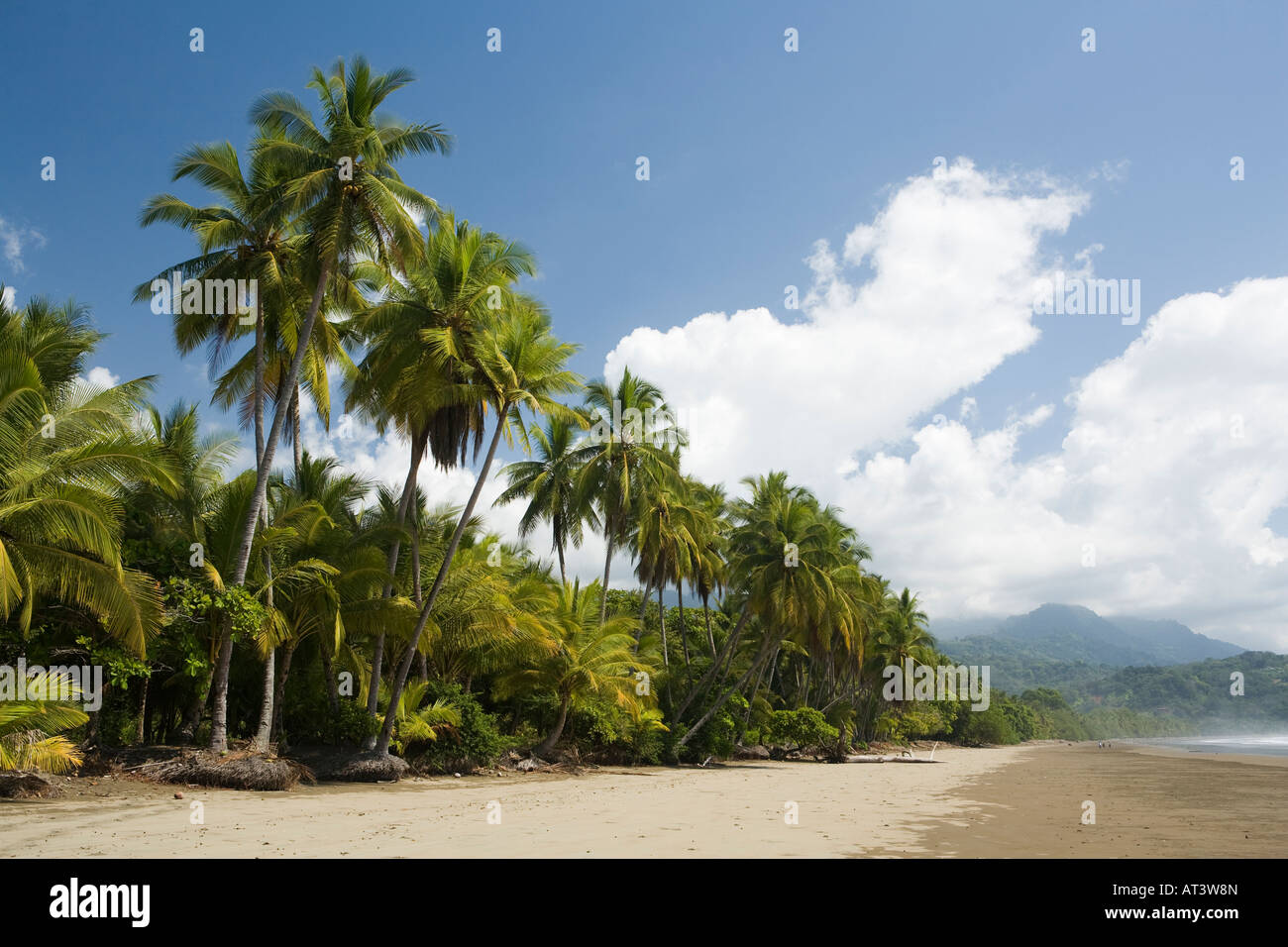 Costa Rica Uvita Parque Nacional Marino Bellena vuoto idillica spiaggia orlata di palme Foto Stock