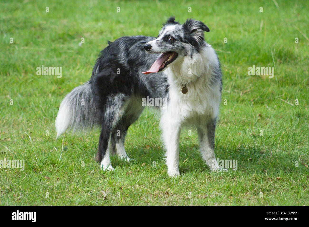 Immagine di stock di un blue merle Border Collie in piedi in attesa della successiva esecuzione di agilità Foto Stock