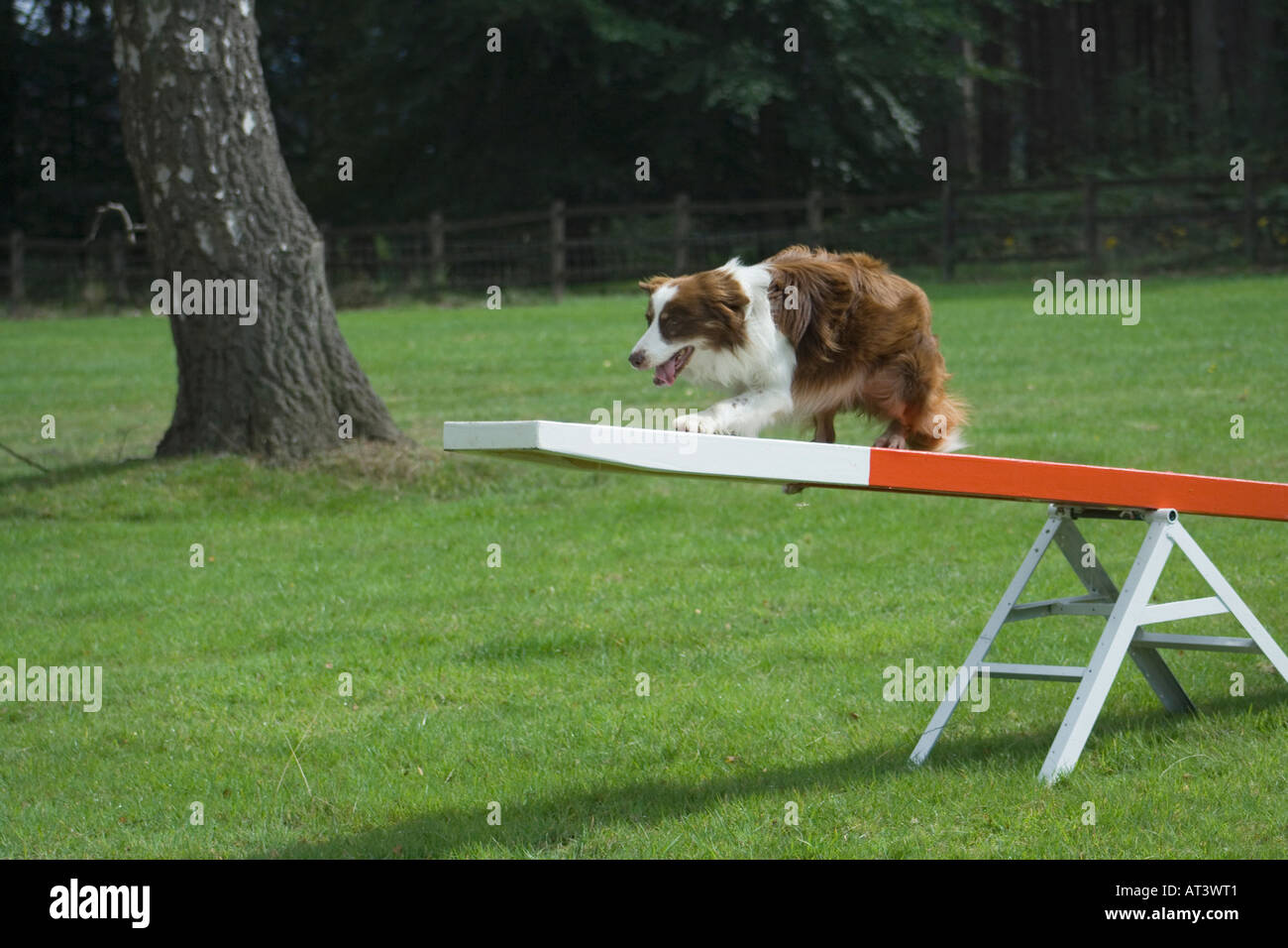 Marrone e Bianco Border Collie negoziando il vedere visto di un cane Agility corso Foto Stock