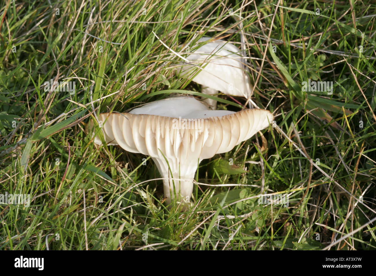 Hygrocybe virginea, waxcap nevoso Foto Stock