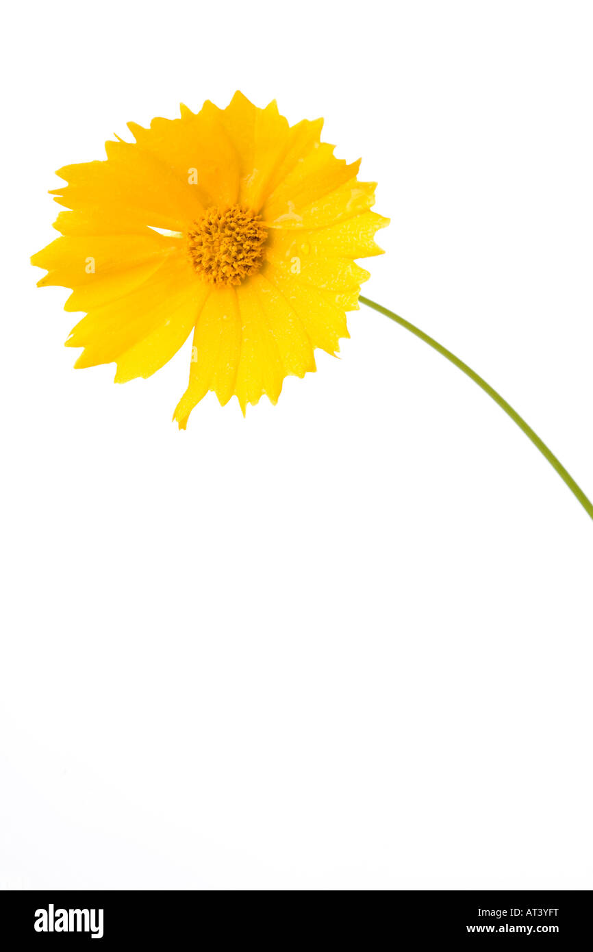 Piccolo singolo campo giallo fiore fotografato su uno sfondo bianco in studio Foto Stock