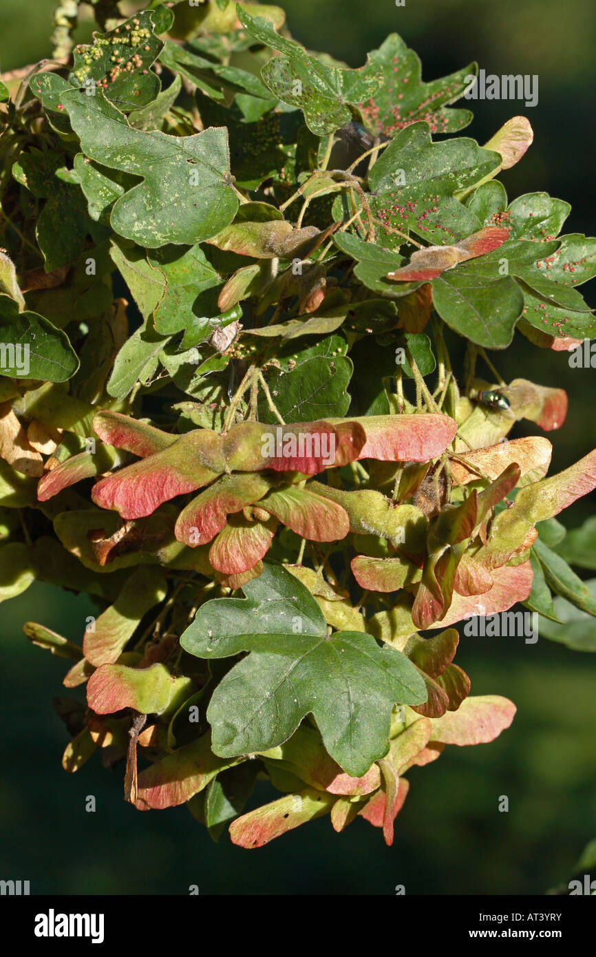 Acero campestre Acer campestre CLOSE UP DI SEMI Foto Stock