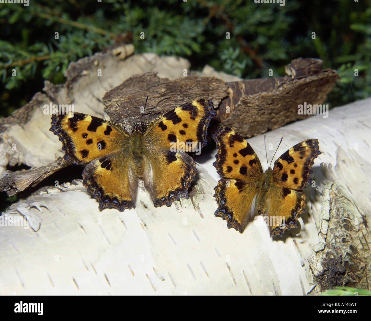 Zoologia / animali, insetti, farfalle, grande tartaruga, (Nymphalis polychloros), due farfalle a corteccia di albero, distribuzione Foto Stock