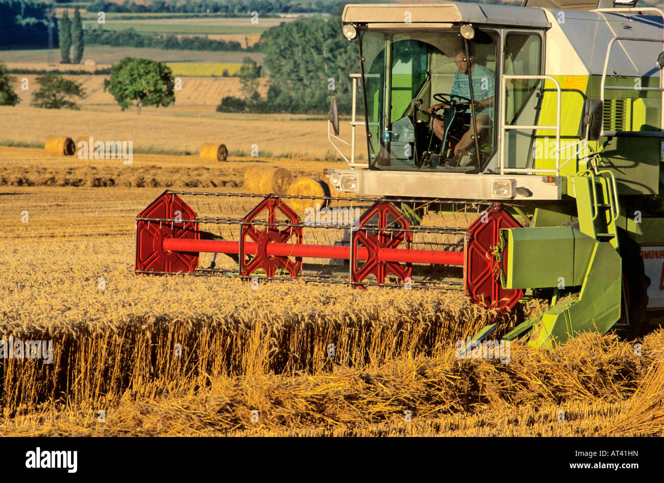 Mietitrebbia - Raccolta campo di grano Foto Stock