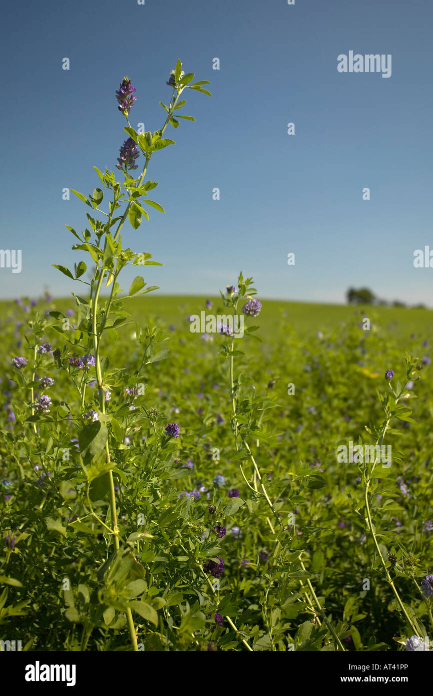Campo di erba medica che mostra una levetta e fiore Foto Stock