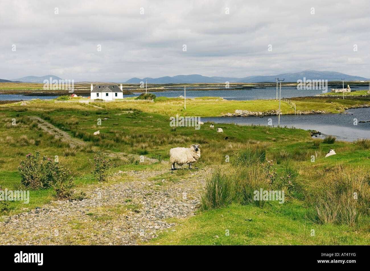 North Uist, Ebridi Esterne, Scozia. Pecore sulla via per cottage paesaggio crofting N.W. di Lochmaddy. Harris montagne dietro Foto Stock