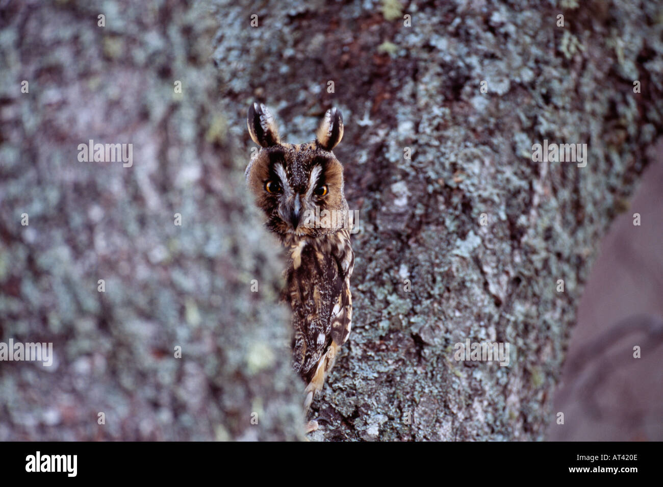 Long eared Owl Asio otus sono ' appollaiati durante il giorno in Scozia Foto Stock