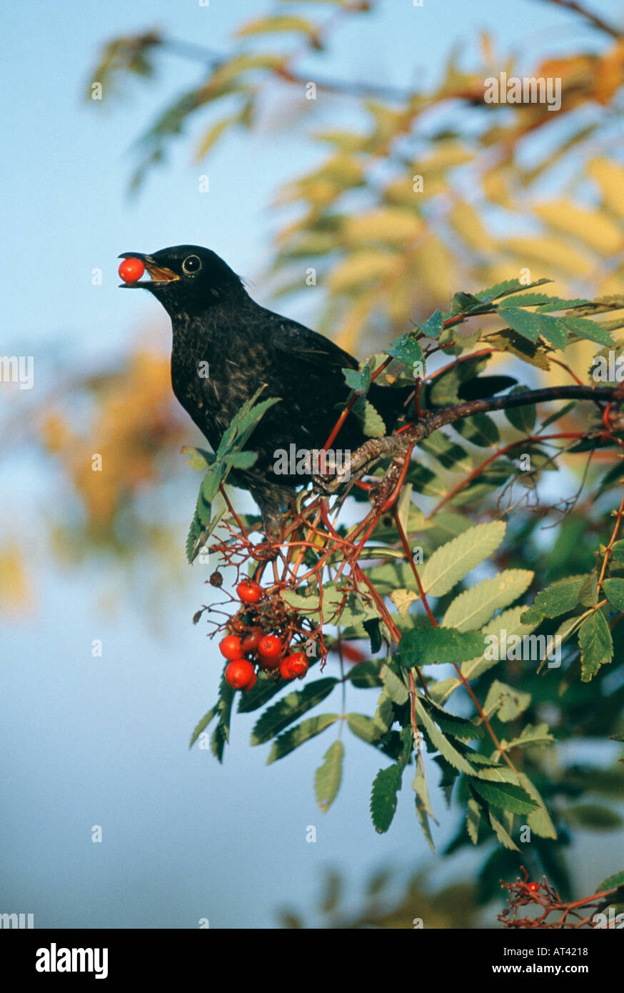 Merlo Turdus merula alimentazione su Rowan bacche Scozia autunno Foto Stock