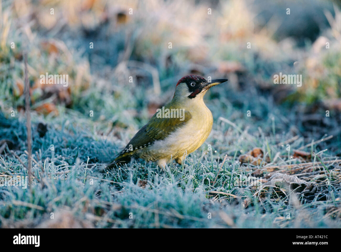 Picchio verde Picus viridis sul prato in giardino in inverno REGNO UNITO Foto Stock