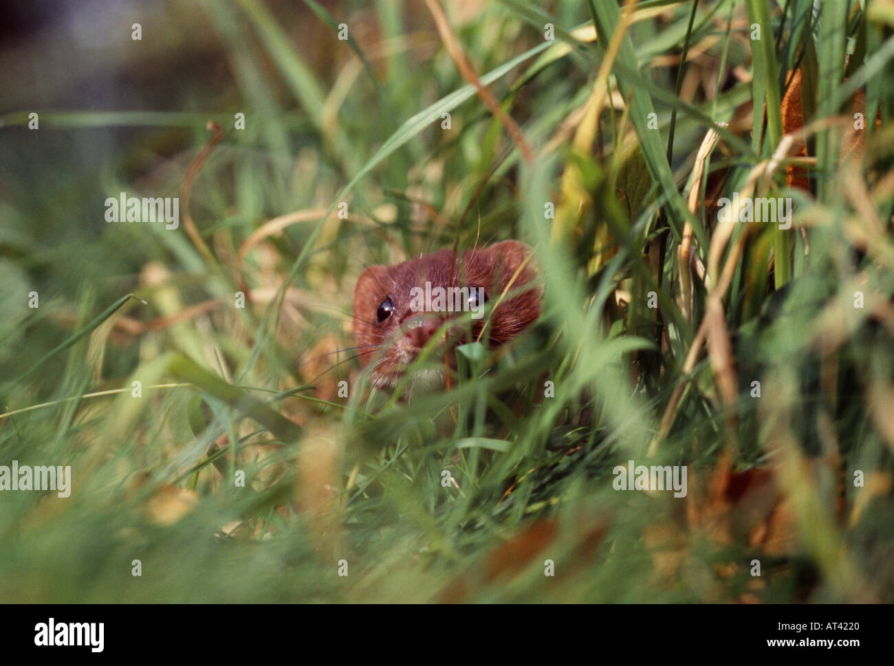 La donnola Mustela nivalis il peering da erba REGNO UNITO Foto Stock