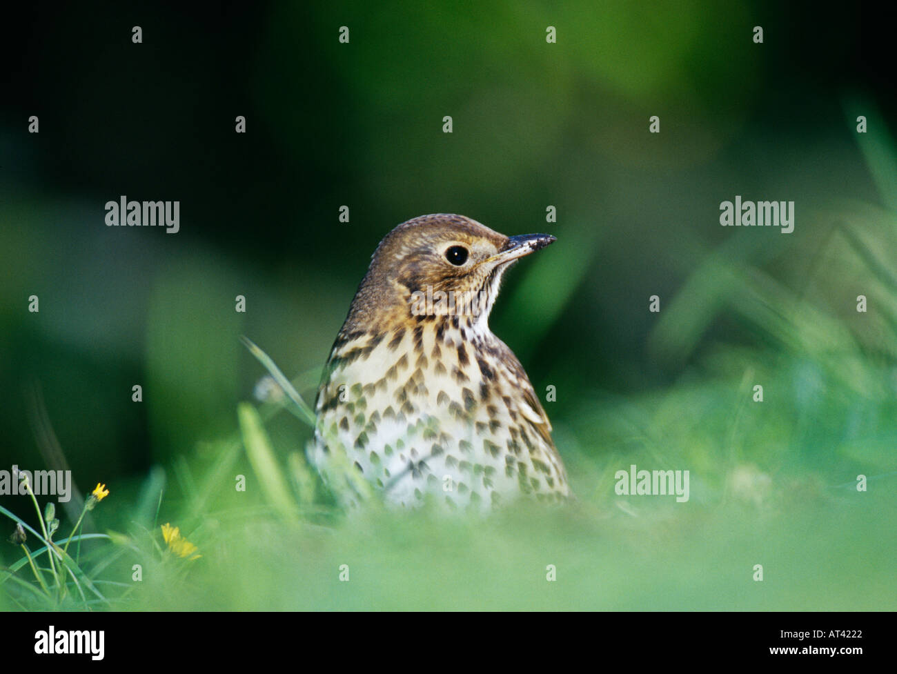 Tordo Bottaccio Turdus philomelos avanzamento sul giardino prato REGNO UNITO Foto Stock