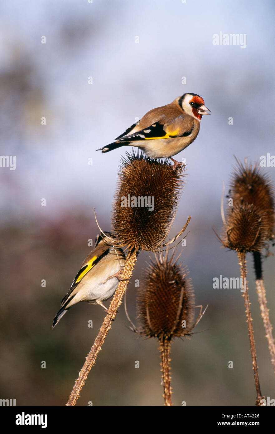 Cardellino Carduelis carduelis alimentazione sulle teste teasel UK Winter Foto Stock