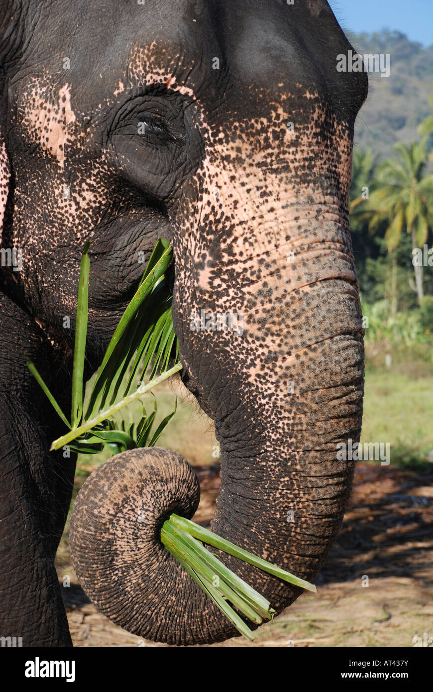 L'elefante indiano con foglie di palma arricciata in suo tronco Foto Stock