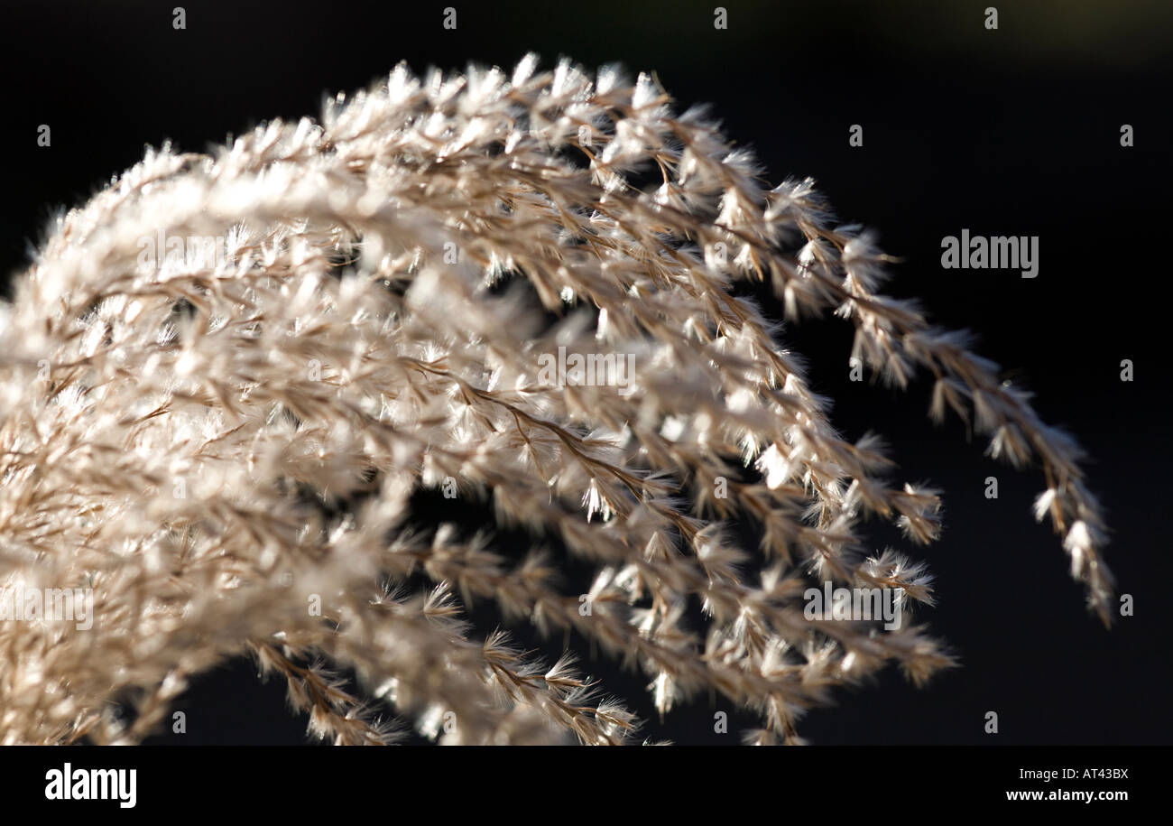 Miscanthus sinensis 'Malepartus' Foto Stock