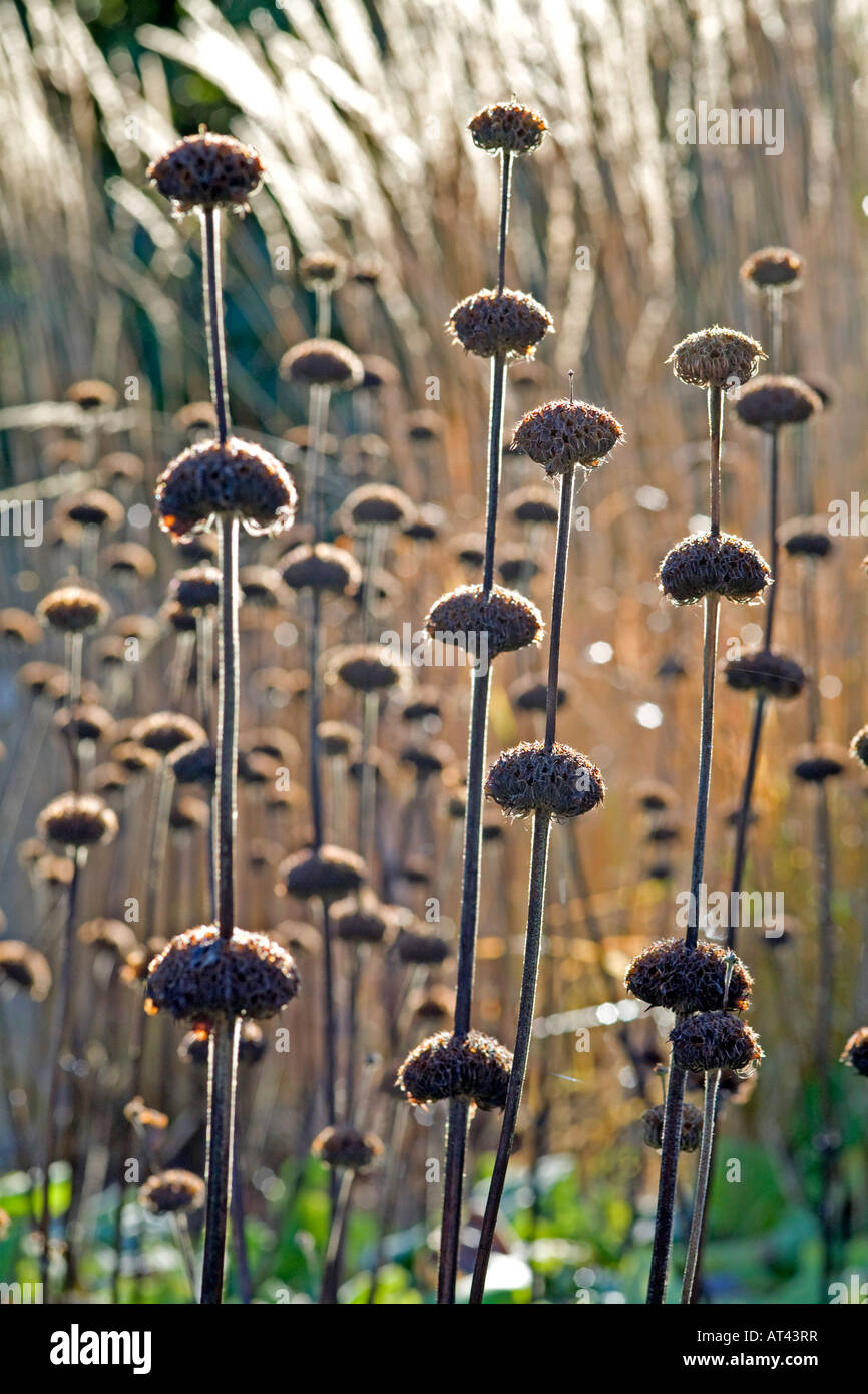 Phlomis Russelianus seedheads Foto Stock