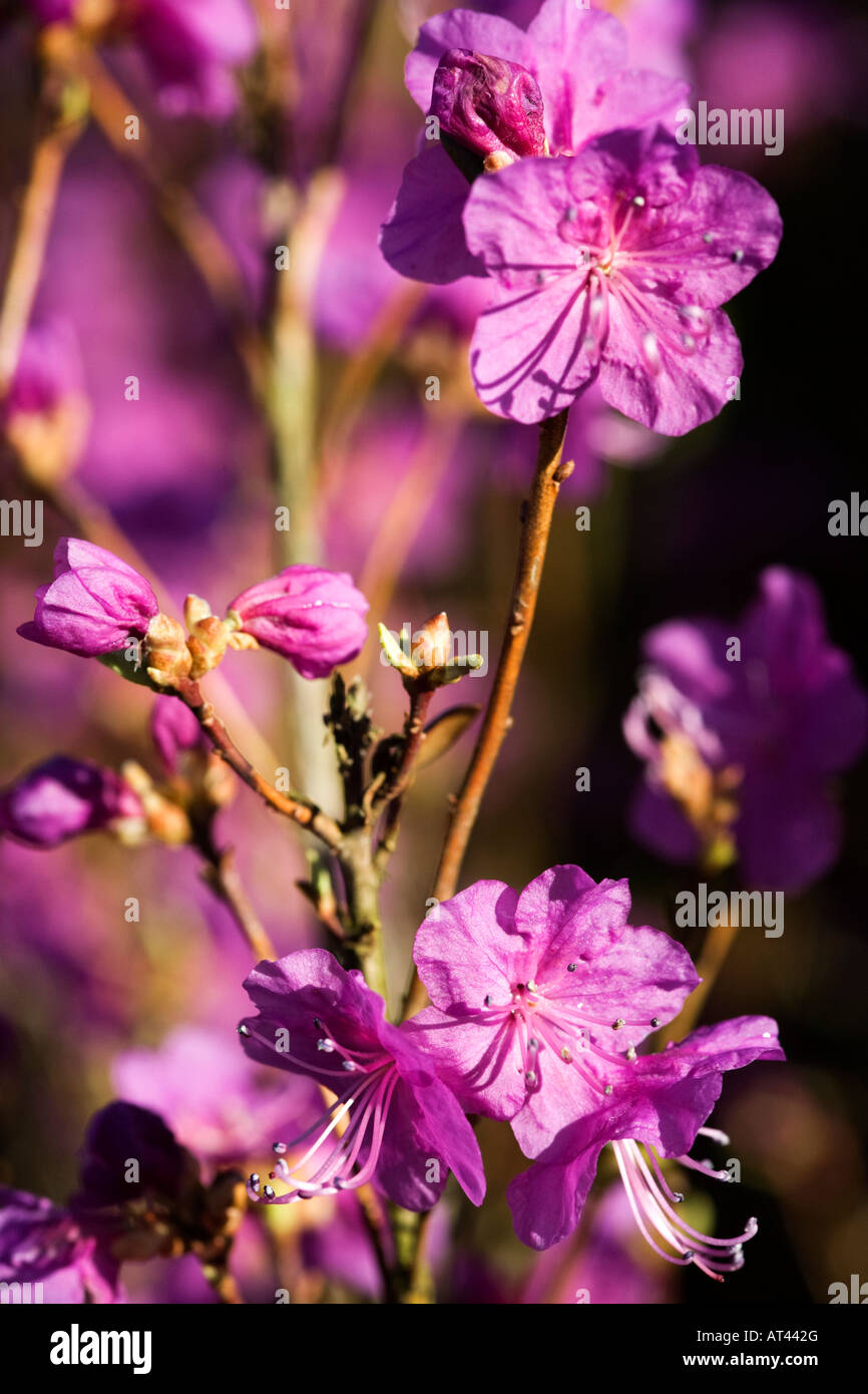 Rhododendron Dauricum 'Midwinter' Foto Stock