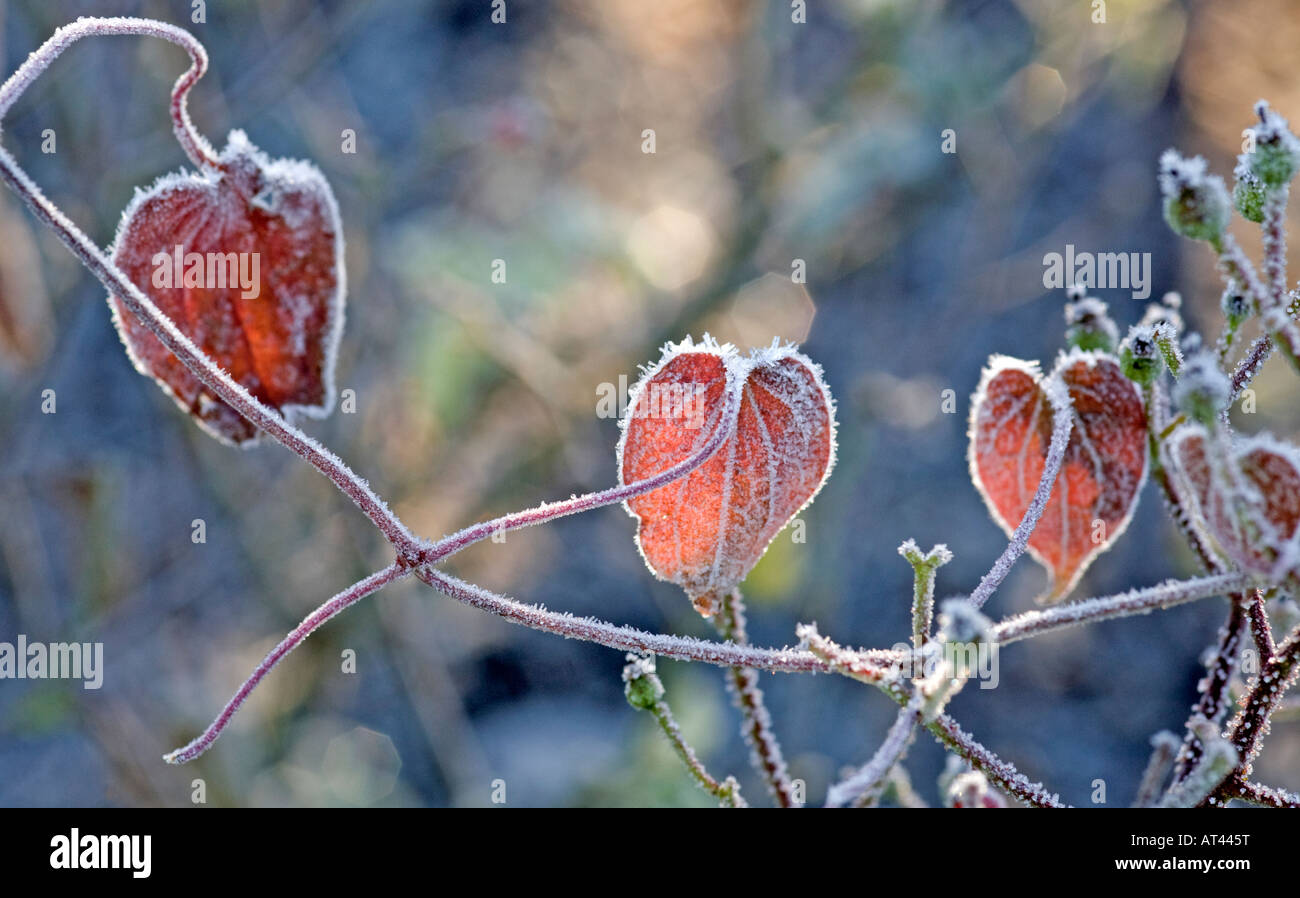 Foglie delineate nel gelo in inverno Foto Stock